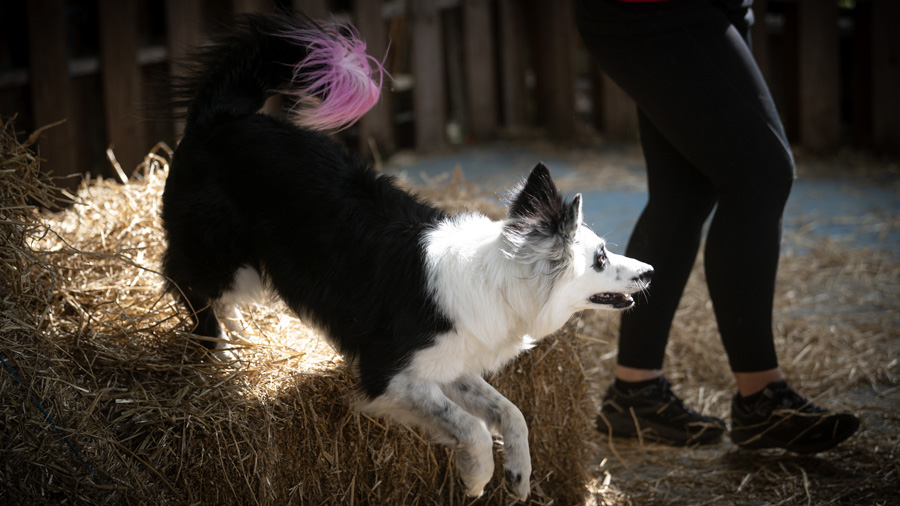 Dog sniffing straw bales during a Barn Hunt event
