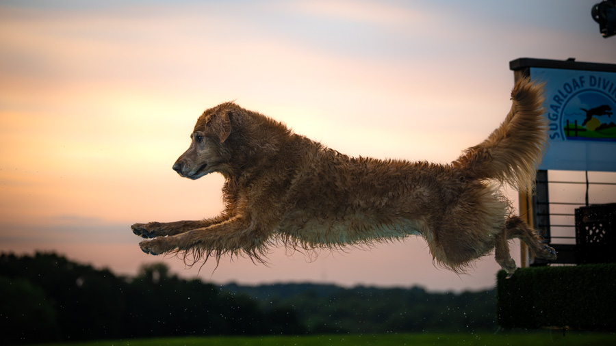 Dog jumping mid-air over a water splash zone